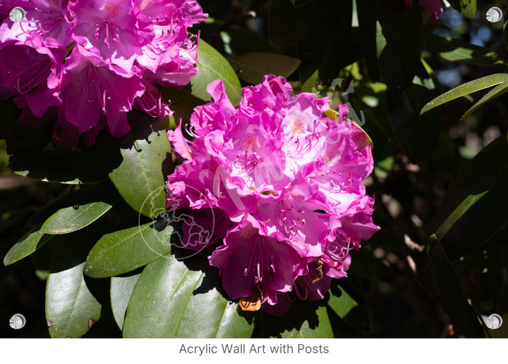 Wall Art: Pink Rhody Bloom