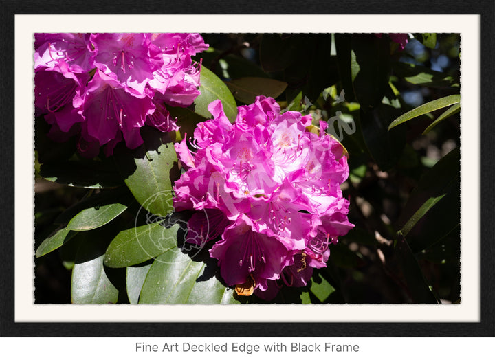 Wall Art: Pink Rhody Bloom