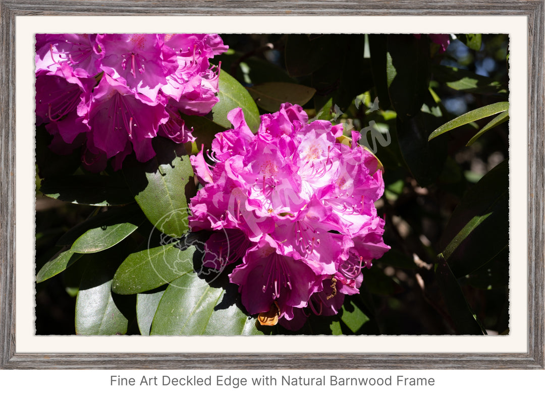 Wall Art: Pink Rhody Bloom