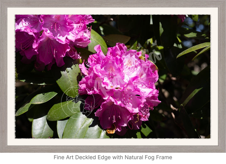 Wall Art: Pink Rhody Bloom