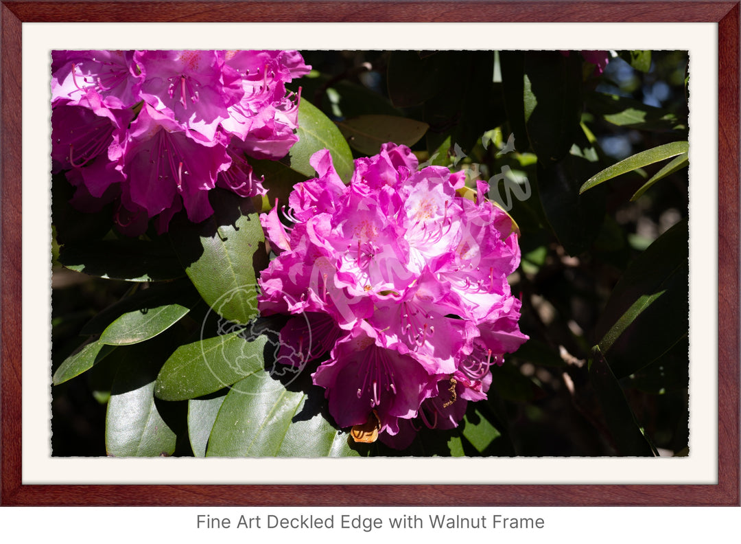 Wall Art: Pink Rhody Bloom