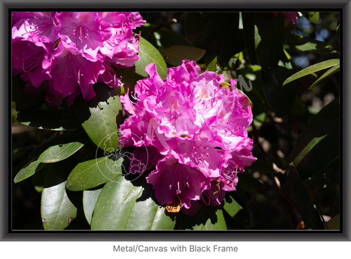 Wall Art: Pink Rhody Bloom