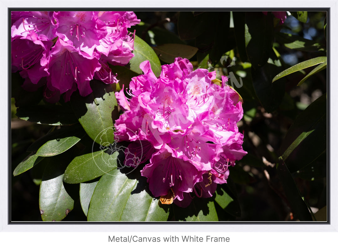 Wall Art: Pink Rhody Bloom