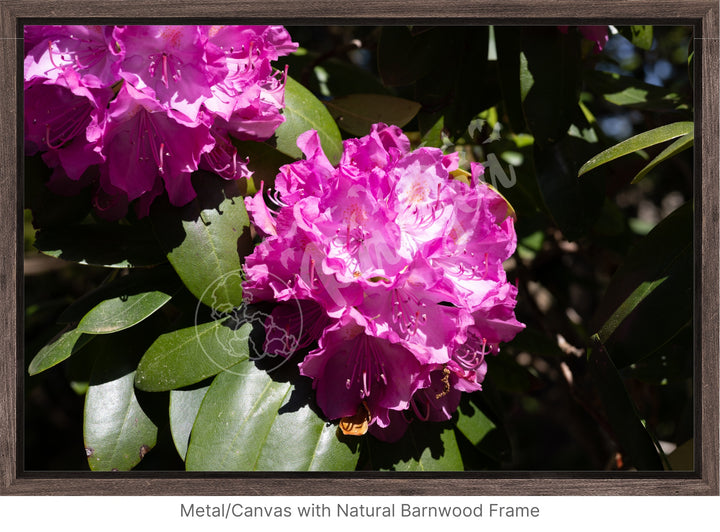 Wall Art: Pink Rhody Bloom