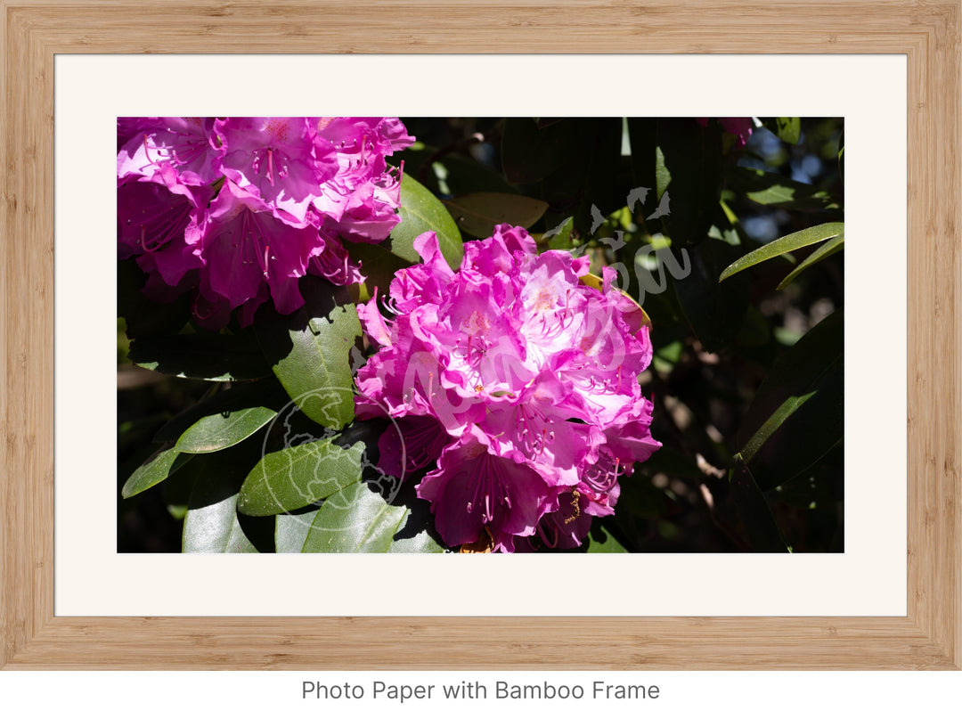 Wall Art: Pink Rhody Bloom