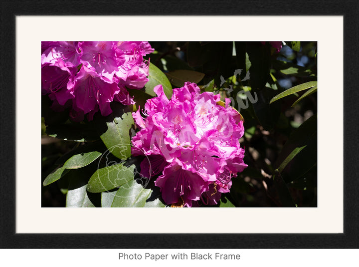 Wall Art: Pink Rhody Bloom