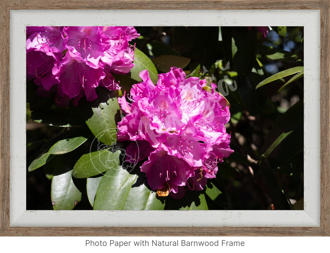 Wall Art: Pink Rhody Bloom