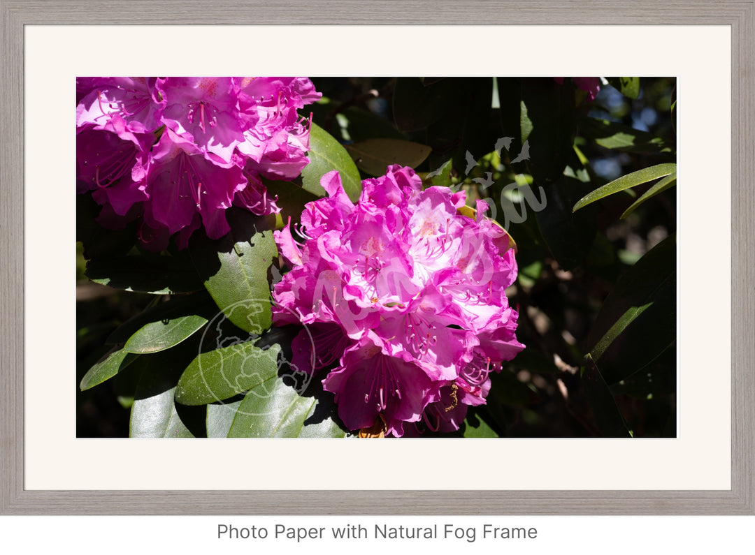 Wall Art: Pink Rhody Bloom