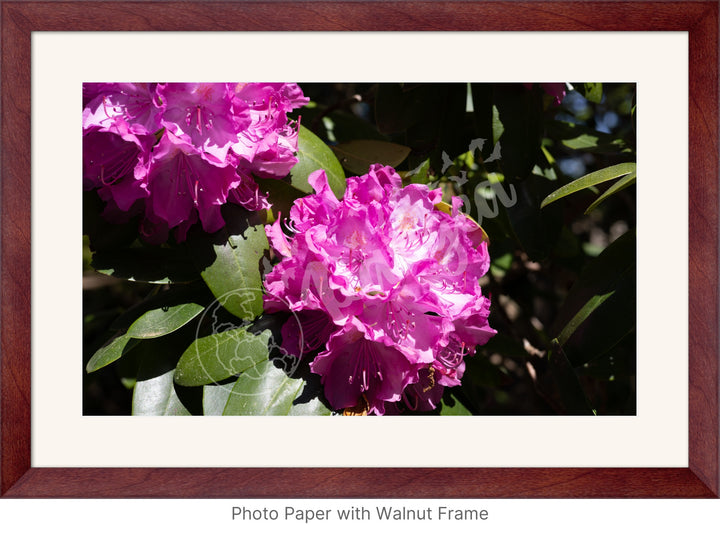 Wall Art: Pink Rhody Bloom