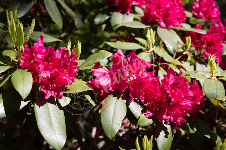 Wall Art: Red Rhody Bloom