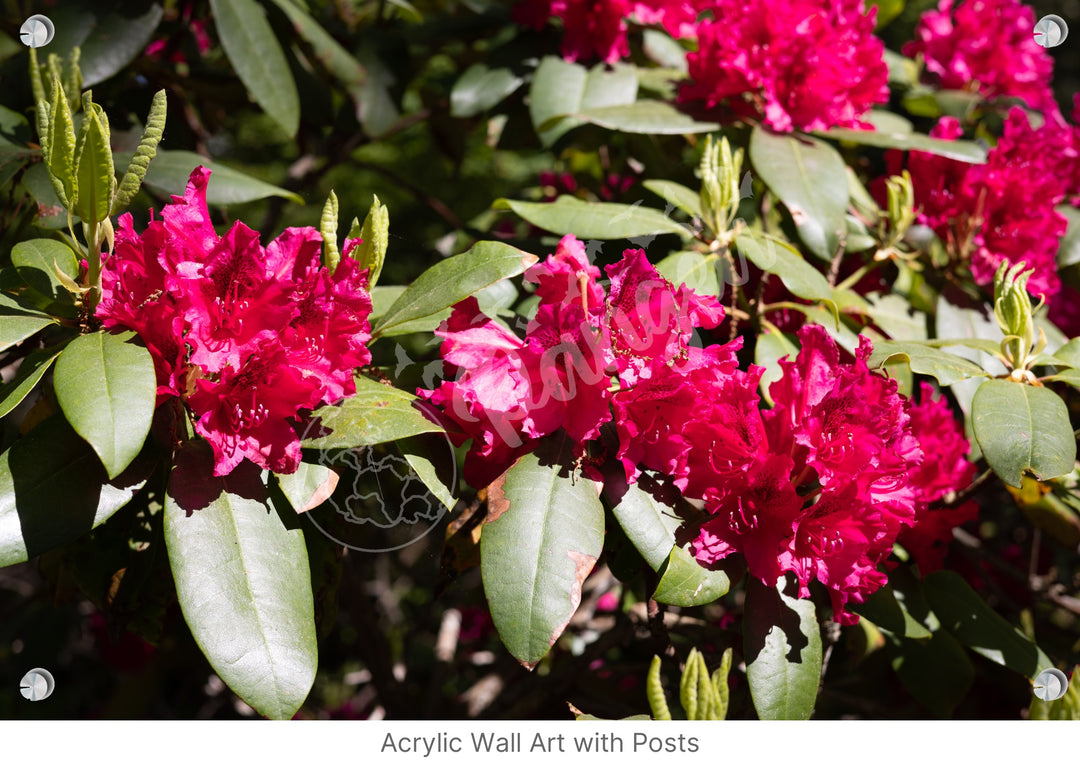 Wall Art: Red Rhody Bloom