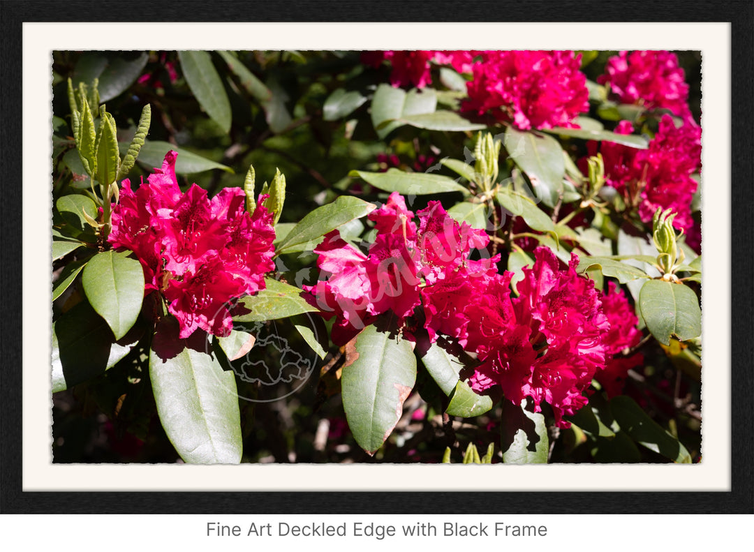 Wall Art: Red Rhody Bloom