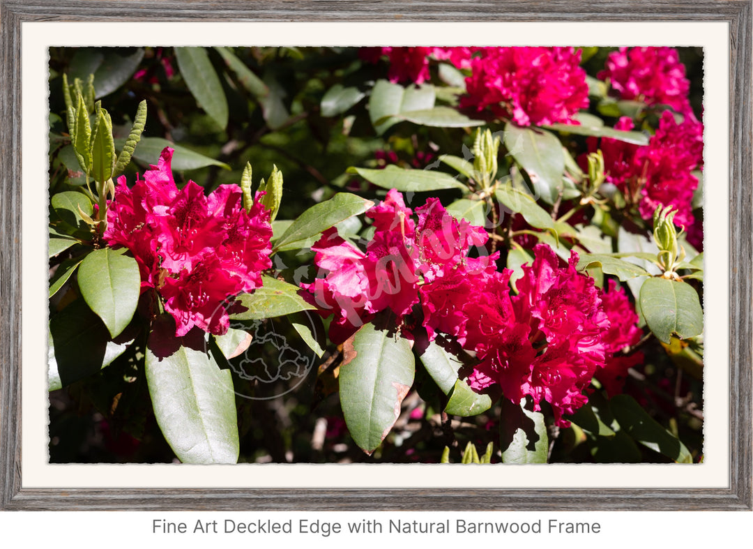 Wall Art: Red Rhody Bloom