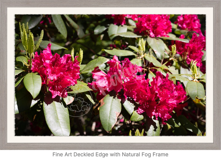 Wall Art: Red Rhody Bloom