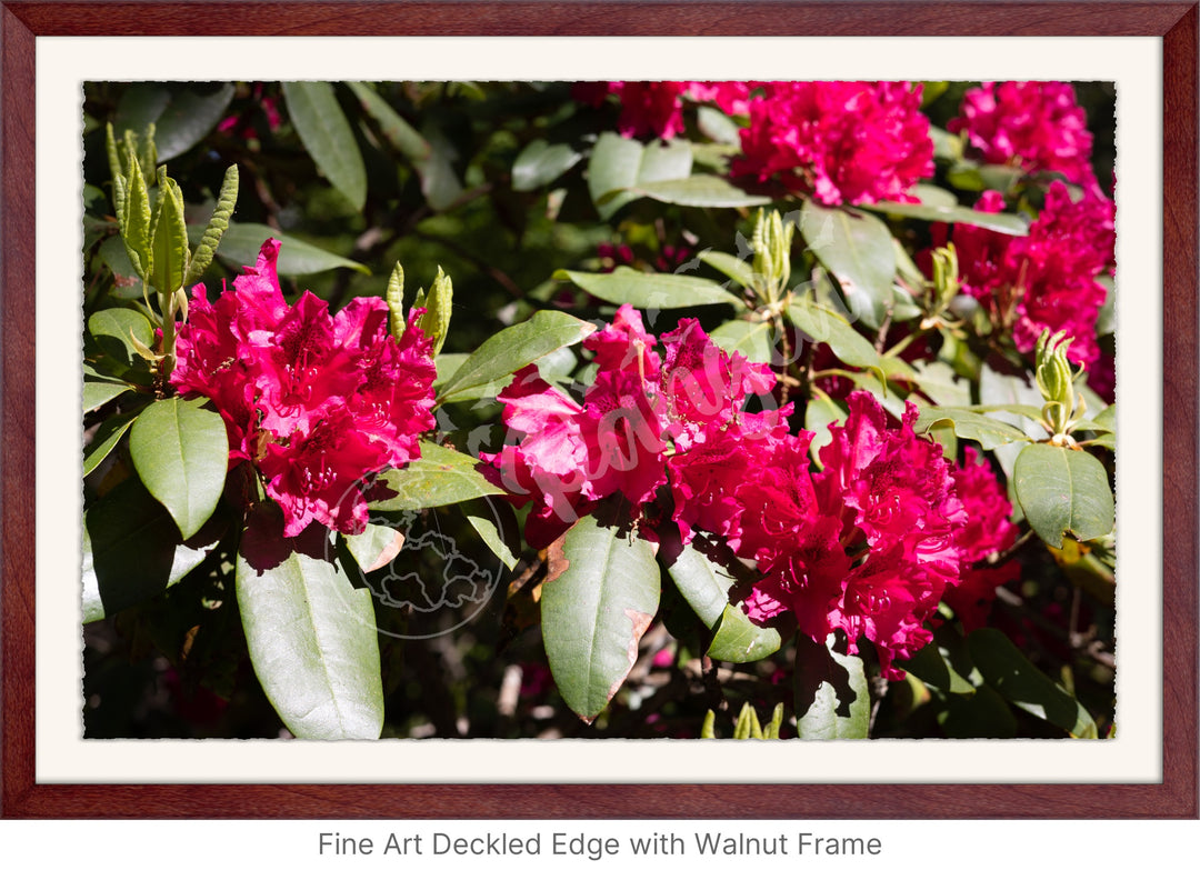 Wall Art: Red Rhody Bloom