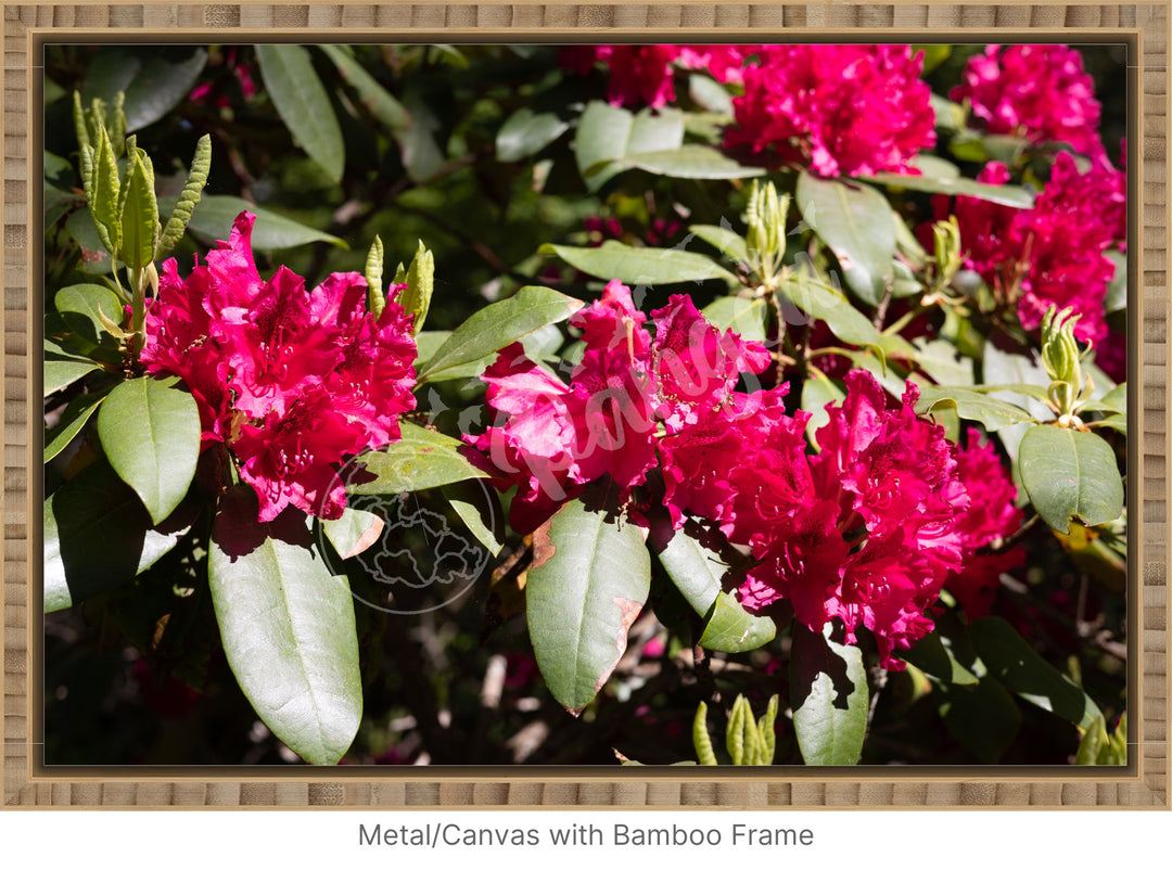 Wall Art: Red Rhody Bloom