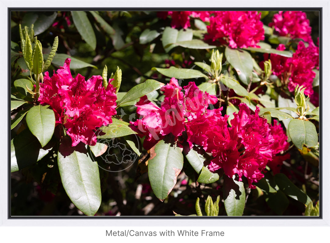 Wall Art: Red Rhody Bloom