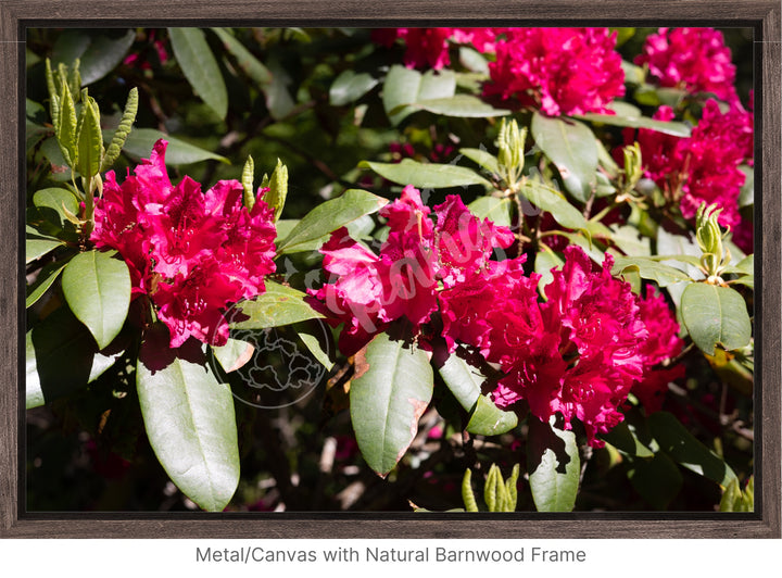 Wall Art: Red Rhody Bloom