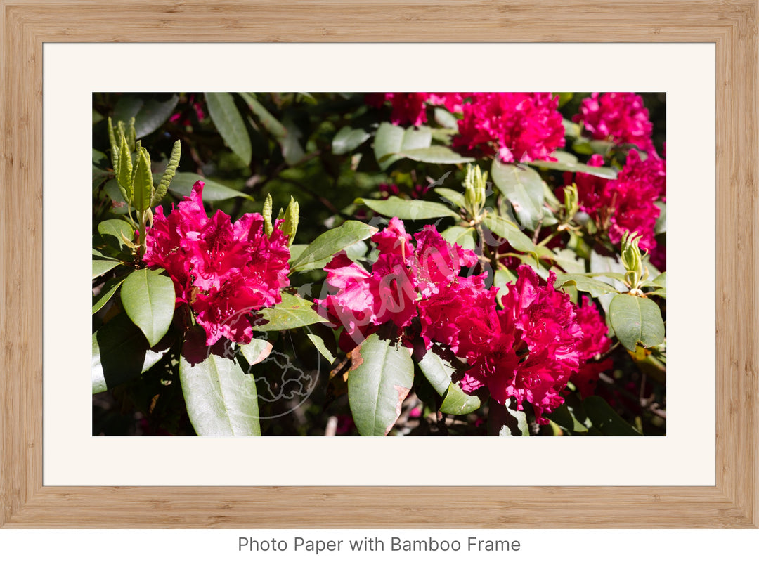 Wall Art: Red Rhody Bloom