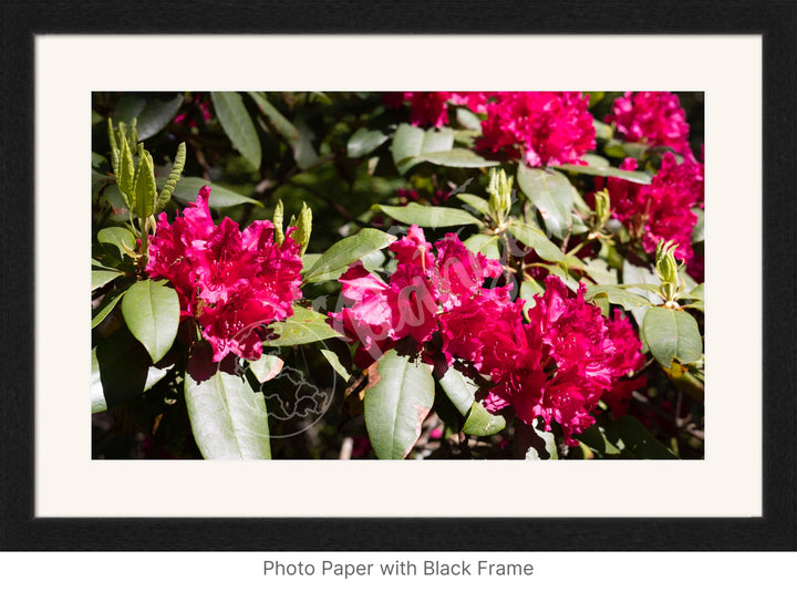 Wall Art: Red Rhody Bloom