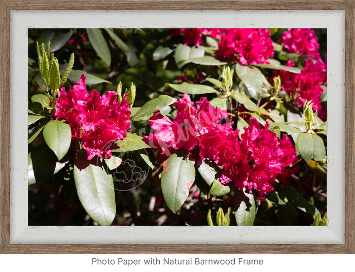 Wall Art: Red Rhody Bloom