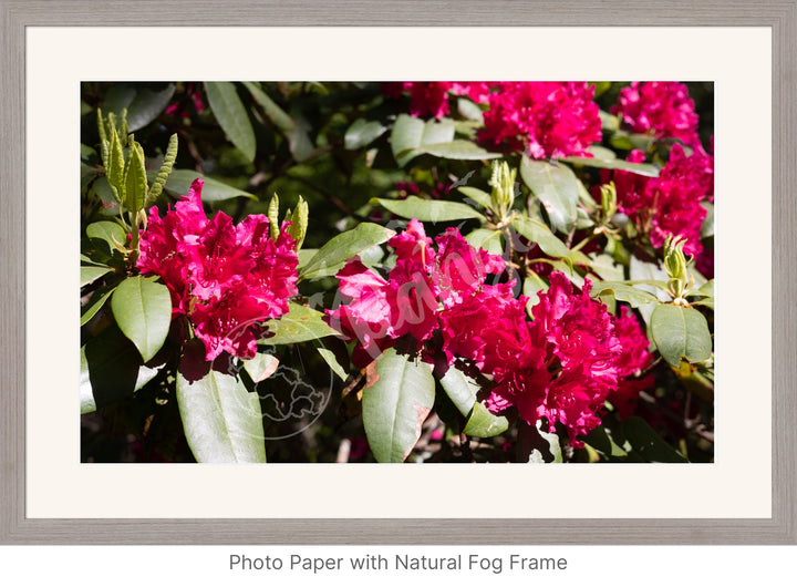 Wall Art: Red Rhody Bloom