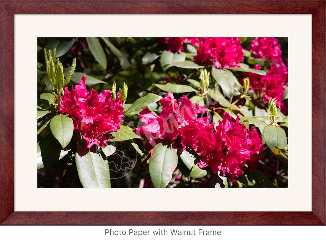 Wall Art: Red Rhody Bloom