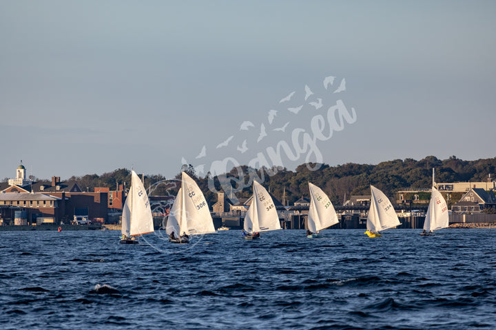 Wall Art: Cape Cod Knockabouts Racing in Woods Hole