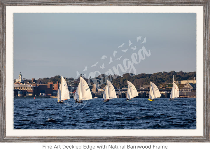 Wall Art: Cape Cod Knockabouts Racing in Woods Hole