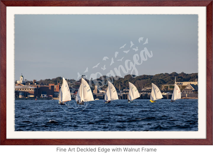 Wall Art: Cape Cod Knockabouts Racing in Woods Hole