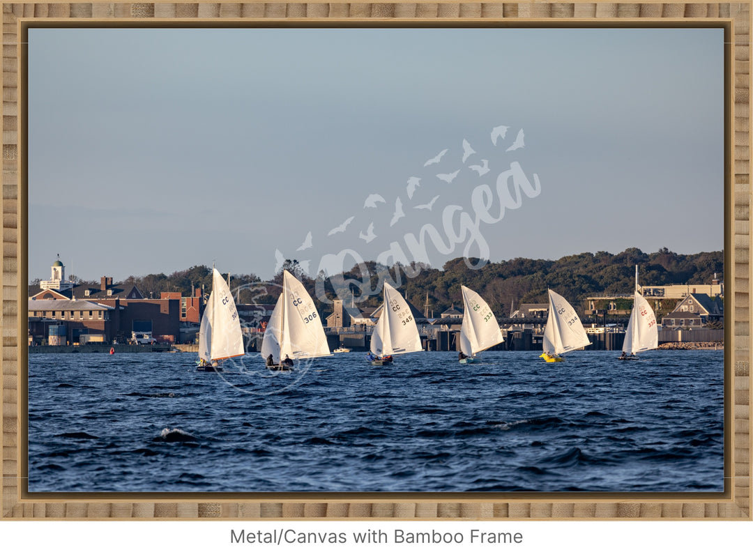 Wall Art: Cape Cod Knockabouts Racing in Woods Hole