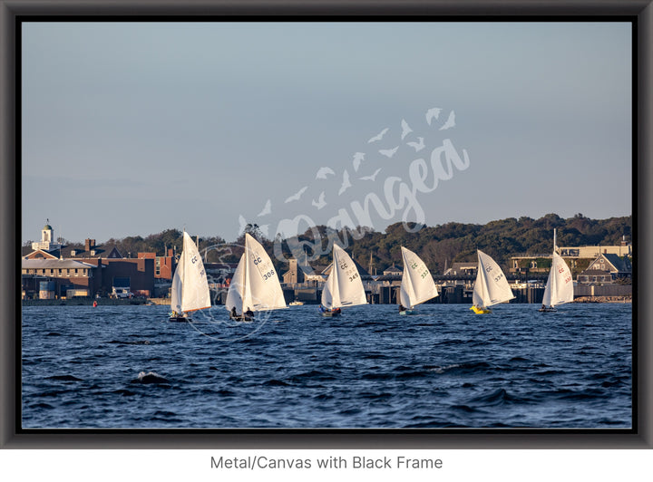 Wall Art: Cape Cod Knockabouts Racing in Woods Hole