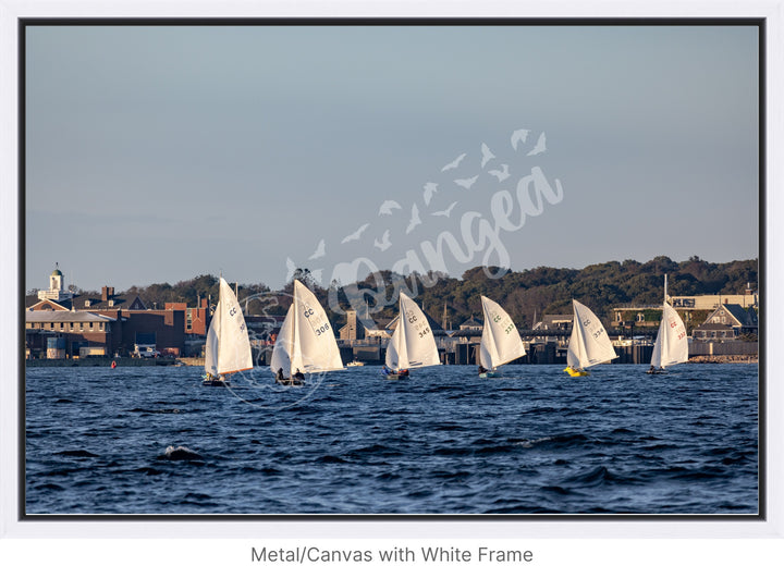 Wall Art: Cape Cod Knockabouts Racing in Woods Hole