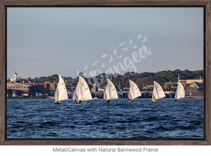 Wall Art: Cape Cod Knockabouts Racing in Woods Hole