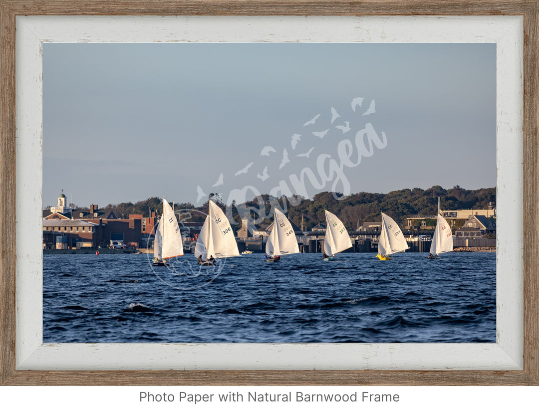 Wall Art: Cape Cod Knockabouts Racing in Woods Hole