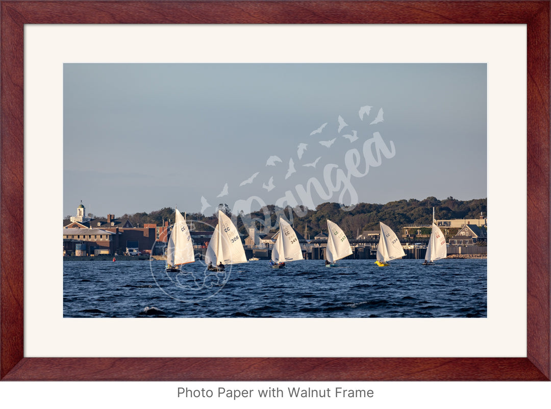 Wall Art: Cape Cod Knockabouts Racing in Woods Hole