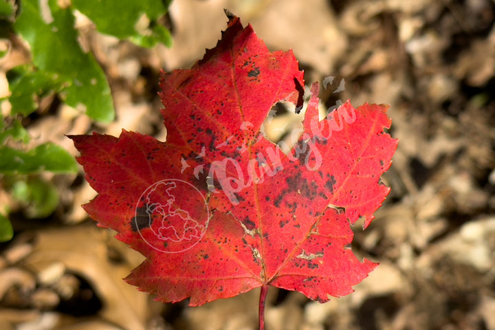 Wall Art: Autumn Reds on Cape Cod