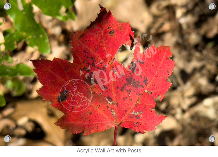 Wall Art: Autumn Reds on Cape Cod