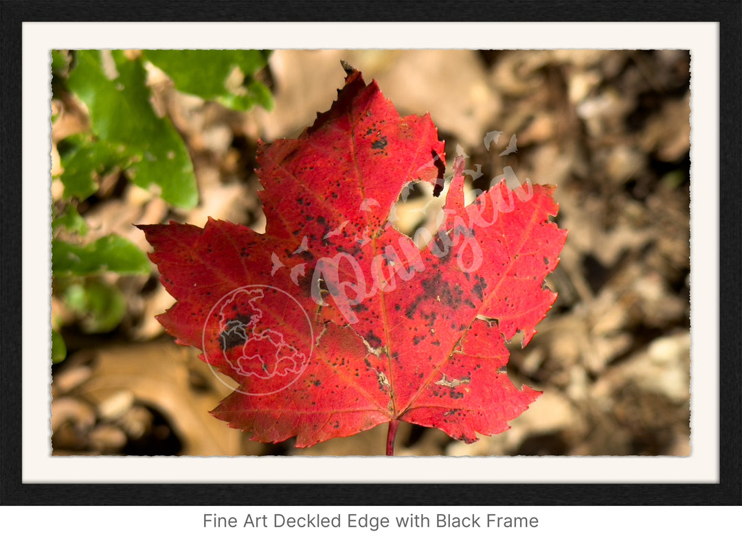 Wall Art: Autumn Reds on Cape Cod