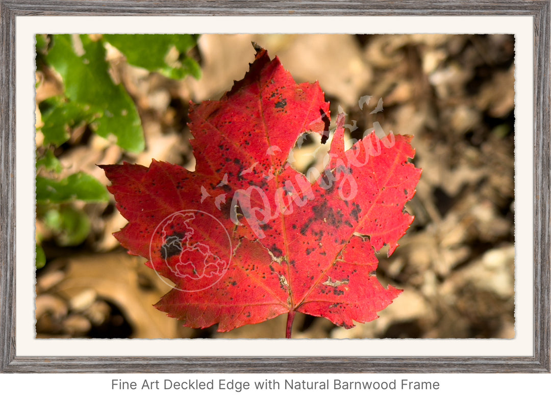 Wall Art: Autumn Reds on Cape Cod