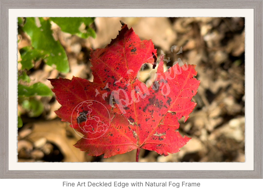 Wall Art: Autumn Reds on Cape Cod