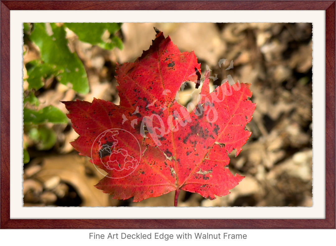 Wall Art: Autumn Reds on Cape Cod