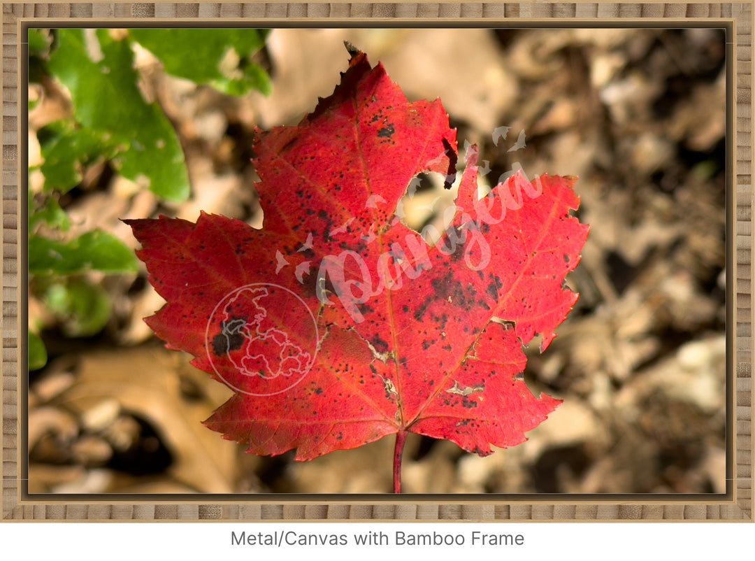 Wall Art: Autumn Reds on Cape Cod