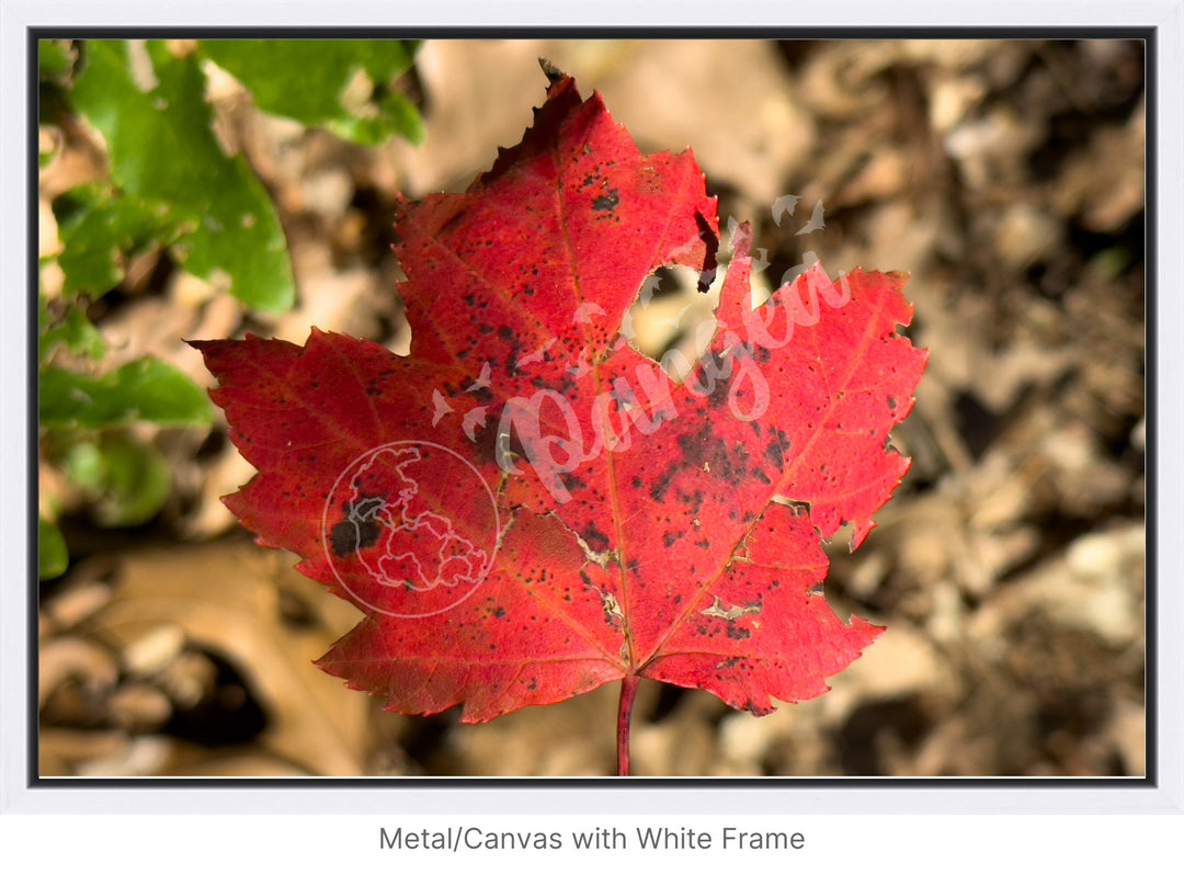 Wall Art: Autumn Reds on Cape Cod