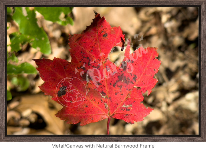 Wall Art: Autumn Reds on Cape Cod