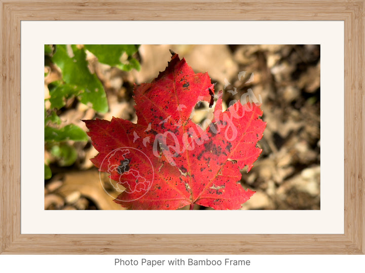 Wall Art: Autumn Reds on Cape Cod