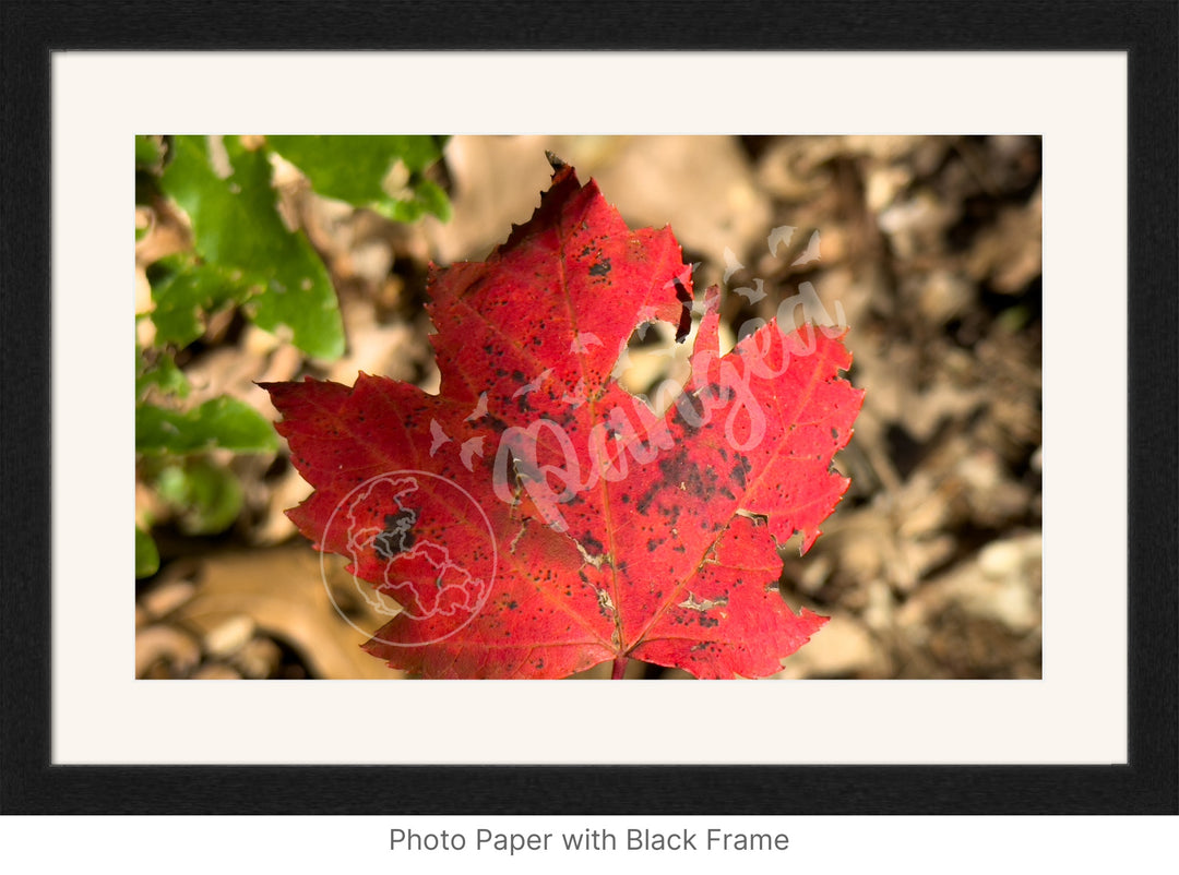 Wall Art: Autumn Reds on Cape Cod