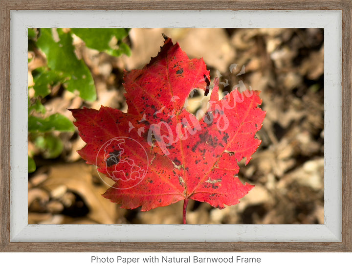 Wall Art: Autumn Reds on Cape Cod