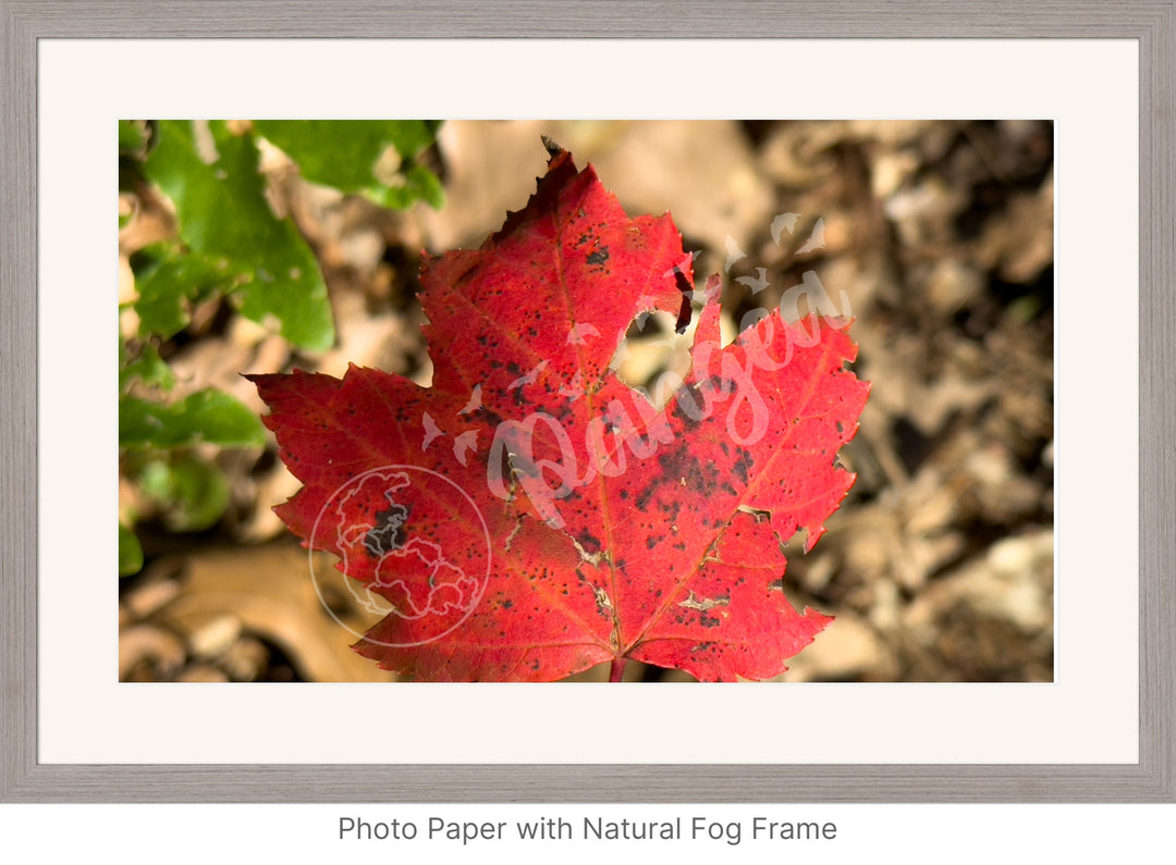 Wall Art: Autumn Reds on Cape Cod