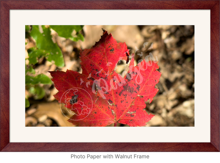 Wall Art: Autumn Reds on Cape Cod